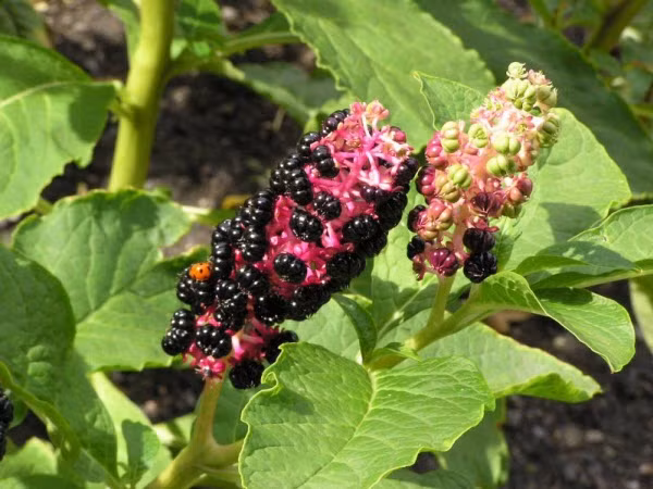 “Vach tran” loai cay co doc thuong bi nham voi nhan sam-Hinh-3