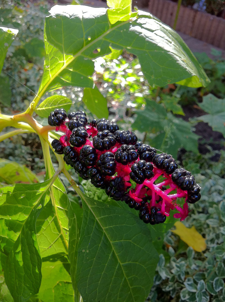 Cây thương lục mới được di thực vào nước ta hơn một thập kỷ gần đây. Ảnh deviantart.