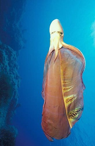 Khi cảm thấy bị đe dọa, bạch tuộc cái sẽ xòe cái màng để tự vệ. Chính vì vậy, trông chúng không khác gì những chiếc chăn khổng lồ. Ảnh pinimg.