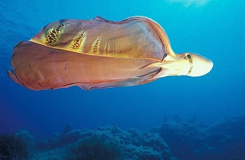 Nước bọt của bạch tuộc chăn chứa độc. Loài bạch tuộc này cũng có khả năng miễn dịch với nọc độc sứa. Ảnh tumblr.