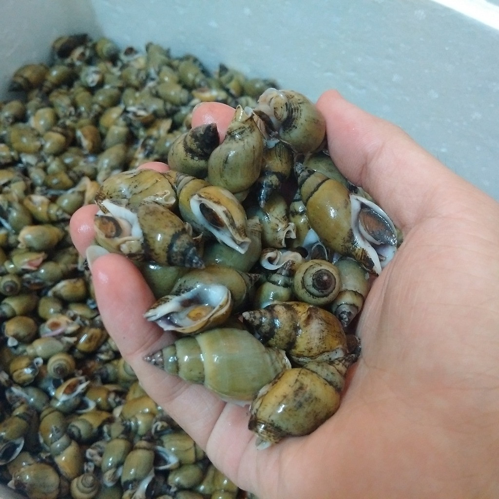 Ốc cau có hình dáng khá giống ốc gạo nhưng đuôi ốc dài và nhọn hơn, miệng ốc rộng hơn và thân ốc to. Ảnh photobucket.