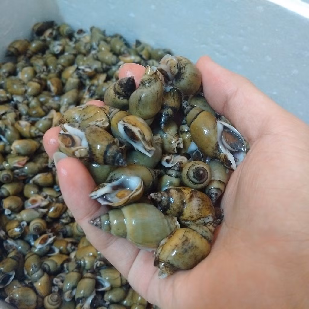 Ốc cau có hình dáng khá giống ốc gạo nhưng đuôi ốc dài và nhọn hơn, miệng ốc rộng hơn và thân ốc to. Ảnh photobucket.