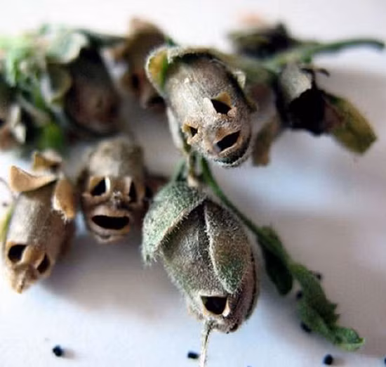 Có lẽ do hình thù quái dị đó mà trong nhiều nền văn hóa dân gian, hoa rồng được xem như là một loài hoa có ma thuật đáng sợ. Ảnh Blogspot.