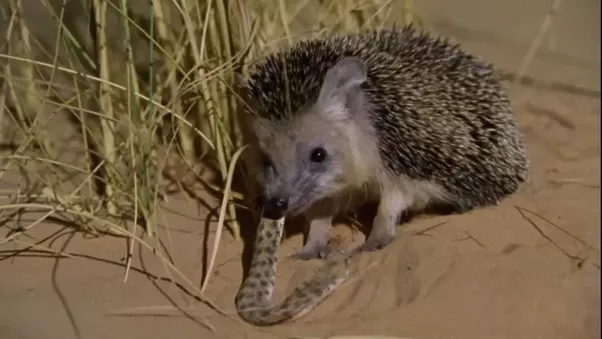 Thậm chí, nhím Hedgehog có khả năng chịu được lượng độc asen gấp 25 lần con người. Ảnh quoracdn.