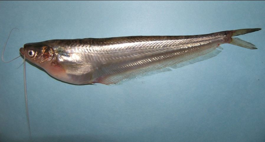 Cá trèn bầu thường cư trú ở những vùng nước chảy chậm, ao hồ, kênh, rạch... Ảnh inaturalist.