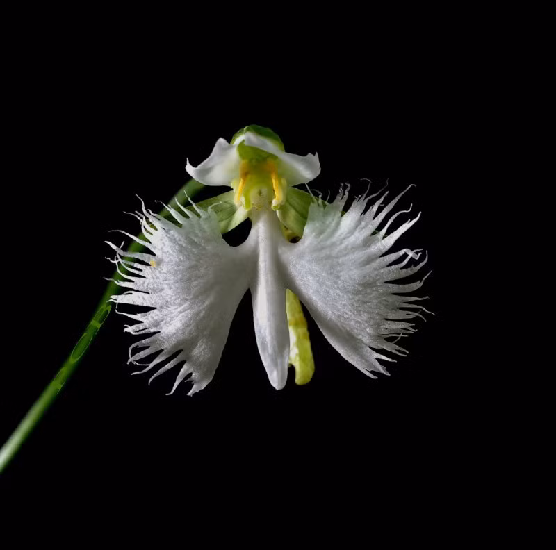 Cây hoa cò trắng Habenaria radiata có nhiều lá dọc theo thân cây, cánh hoa màu trắng có những tua nhỏ. Ảnh orchidspecies.