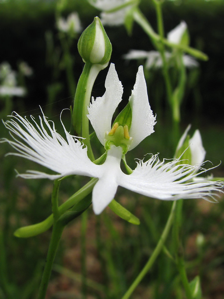 Do sở hữu hình dáng hệt như một chú cò trắng mà hoa Habenaria radiata thường hay bị nhầm lẫn với hoa tua trắng (Platanthera praeclara) – một giống phong lan quý hiếm ở vùng Bắc Mỹ. Ảnh staticflickr.