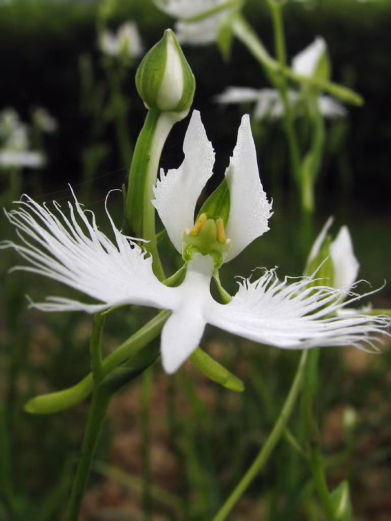 Do sở hữu hình dáng hệt như một chú cò trắng mà hoa Habenaria radiata thường hay bị nhầm lẫn với hoa tua trắng (Platanthera praeclara) – một giống phong lan quý hiếm ở vùng Bắc Mỹ. Ảnh staticflickr.