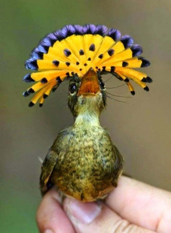 Tổ của chim bắt ruồi Hoàng gia Amazon khá lớn. Ảnh modrenvilla.