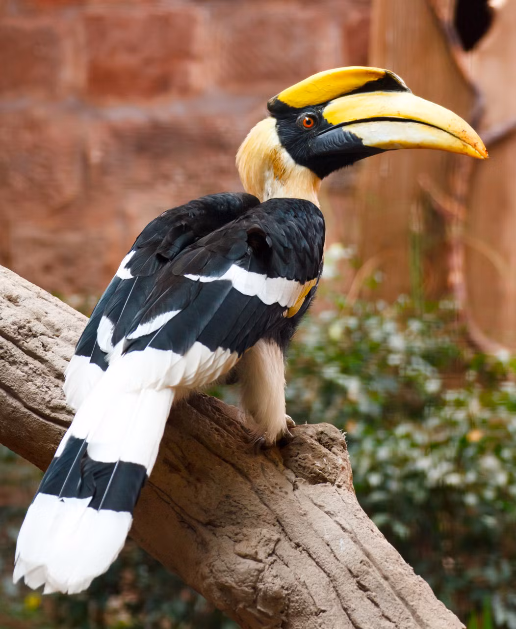 Đặc biệt, mỏ sừng của chim hồng hoàng được đánh giá có giá trị cao gấp 3 đến 5 lần giá trị của ngà voi. Ảnh publicdomainpictures.