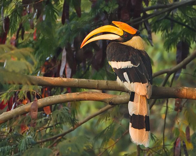 Chim hồng hoàng có trọng lượng từ 2,5kg - 4kg với chiều dài toàn cơ thể từ 95cm - 122cm. Đặc biệt, sải cánh của nó rộng tới 1,6m. Ảnh orientalbirdimages.