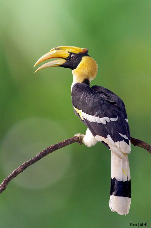 Chim hồng hoàng nổi bật với chiếc mỏ to, dài cùng với chiếc sừng rỗng cong bắt mắt. Ảnh pinimg.