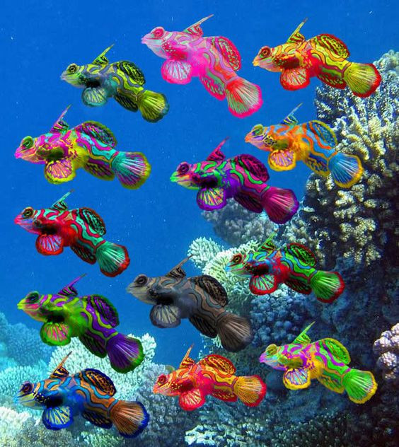 Ở Việt Nam, cá trạng nguyên là loài cá cảnh rất được ưa chuộng. Giá của chúng khá đắt, khoảng 3 triệu đồng/con. Ảnh pinimg.