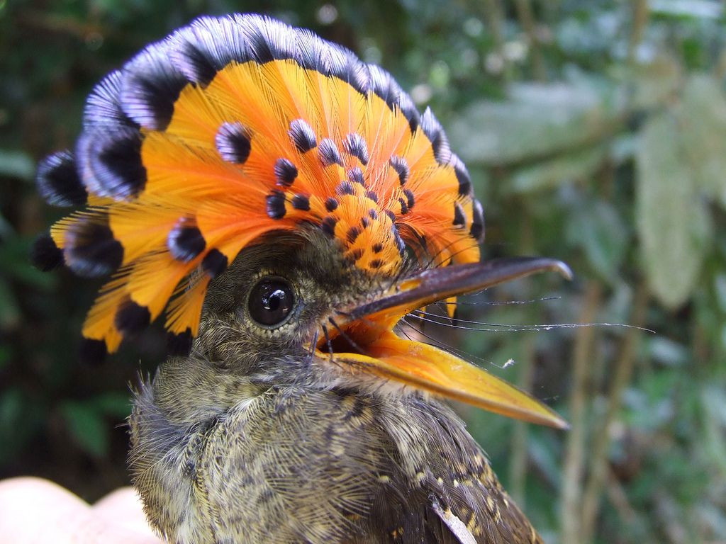 Thức ăn của chim bắt ruồi Hoàng gia Amazon là các loại côn trùng. Loài chim này có thể lao người từ trên cao xuống đớp mồi rất chính xác. Ảnh pinimg.