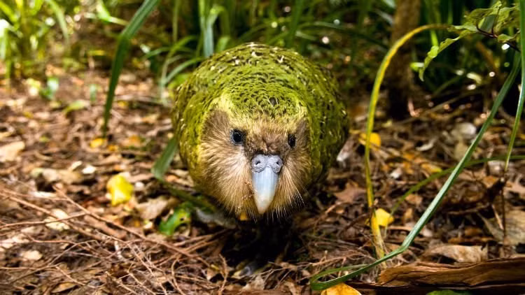 Bên cạnh gấu trúc, gà tây và cóc mía thì vẹt Kakapo cũng là loài có chỉ số IQ thấp nhất. Lý do là vì vẹt Kakapo có chế độ dinh dưỡng kém nên bộ não của chúng không được kích thích phát triển. Ảnh lalung.