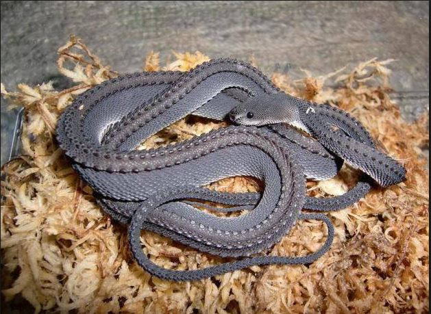 Rắn rồng là một loài rắn hiếm, lần đầu tiên được mô tả năm 1836. Ảnh Pinterest.