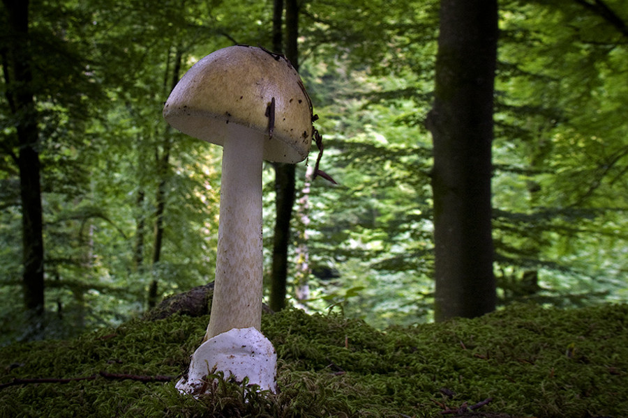 Điều đáng nói là chất độc α-amanitin không hề bị thay đổi ngay cả khi được nấu chín, sấy khô hay làm đông lạnh. Ảnh pilz-baden.