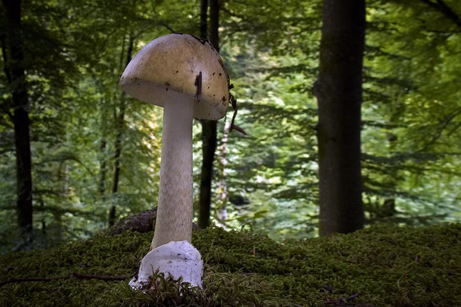 Điều đáng nói là chất độc α-amanitin không hề bị thay đổi ngay cả khi được nấu chín, sấy khô hay làm đông lạnh. Ảnh pilz-baden.