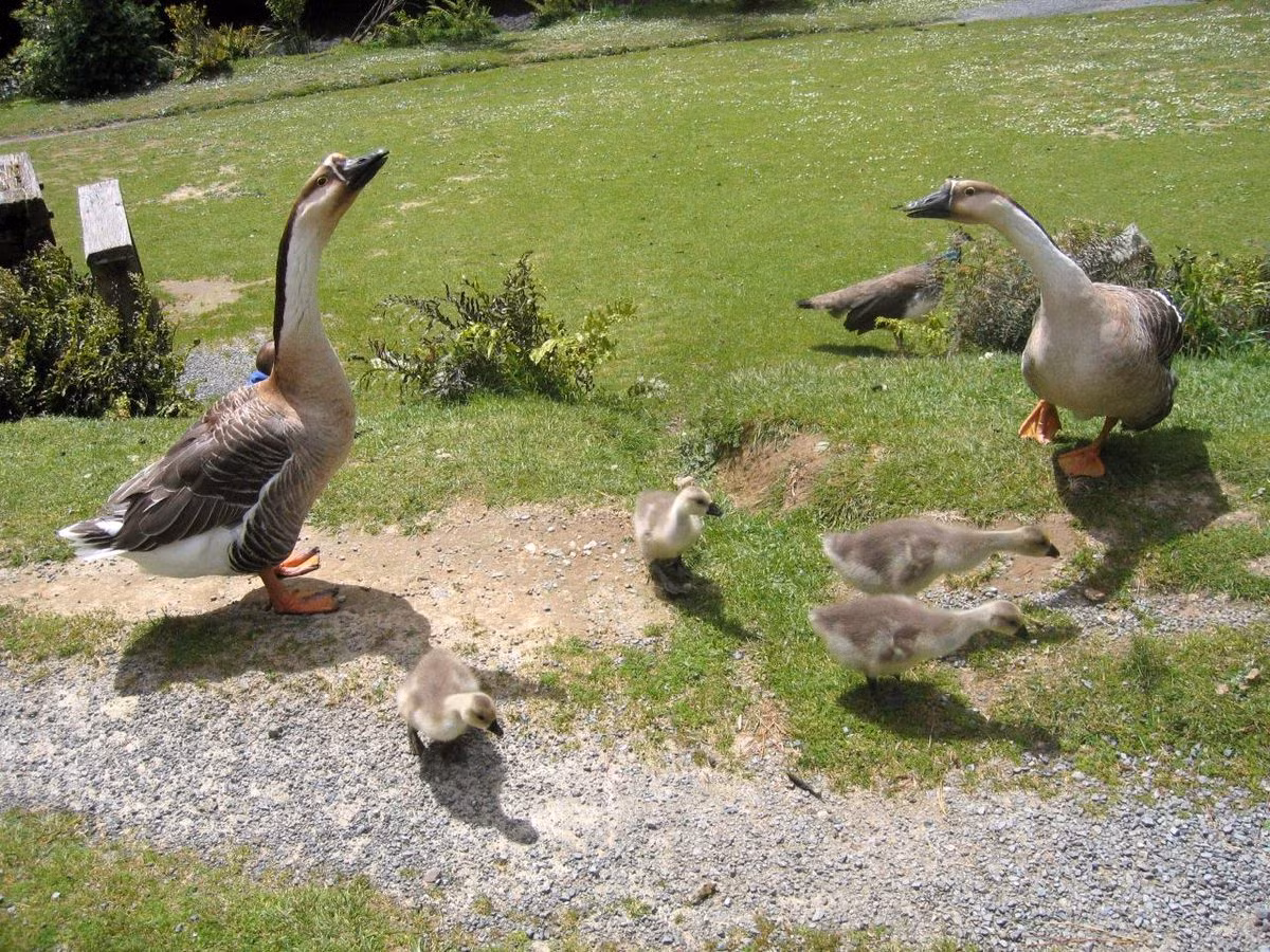 Ngỗng sư tử có nguồn gốc từ Trung Quốc và Xiberi. Giống ngỗng này được đưa vào nước ta từ rất lâu và đến nay nó gần như một giống ngỗng nội. Ảnh wikimedia.