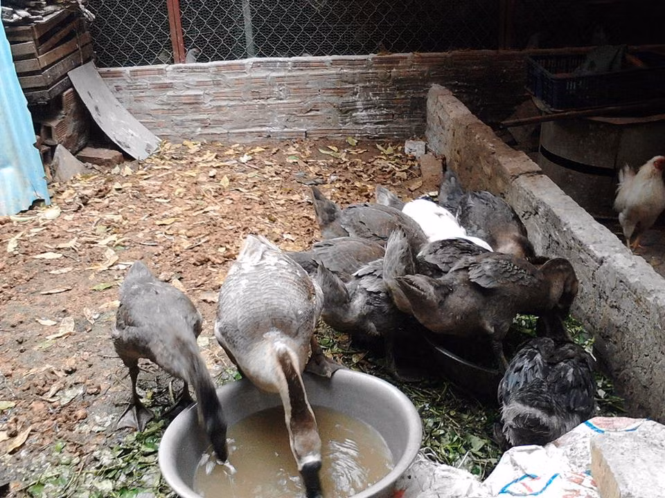 Ngỗng sư tử đực trưởng thành có thể nặng tới 7kg trong khi ngỗng cái có thể đạt trọng lượng 6kg. Ảnh vatgia.