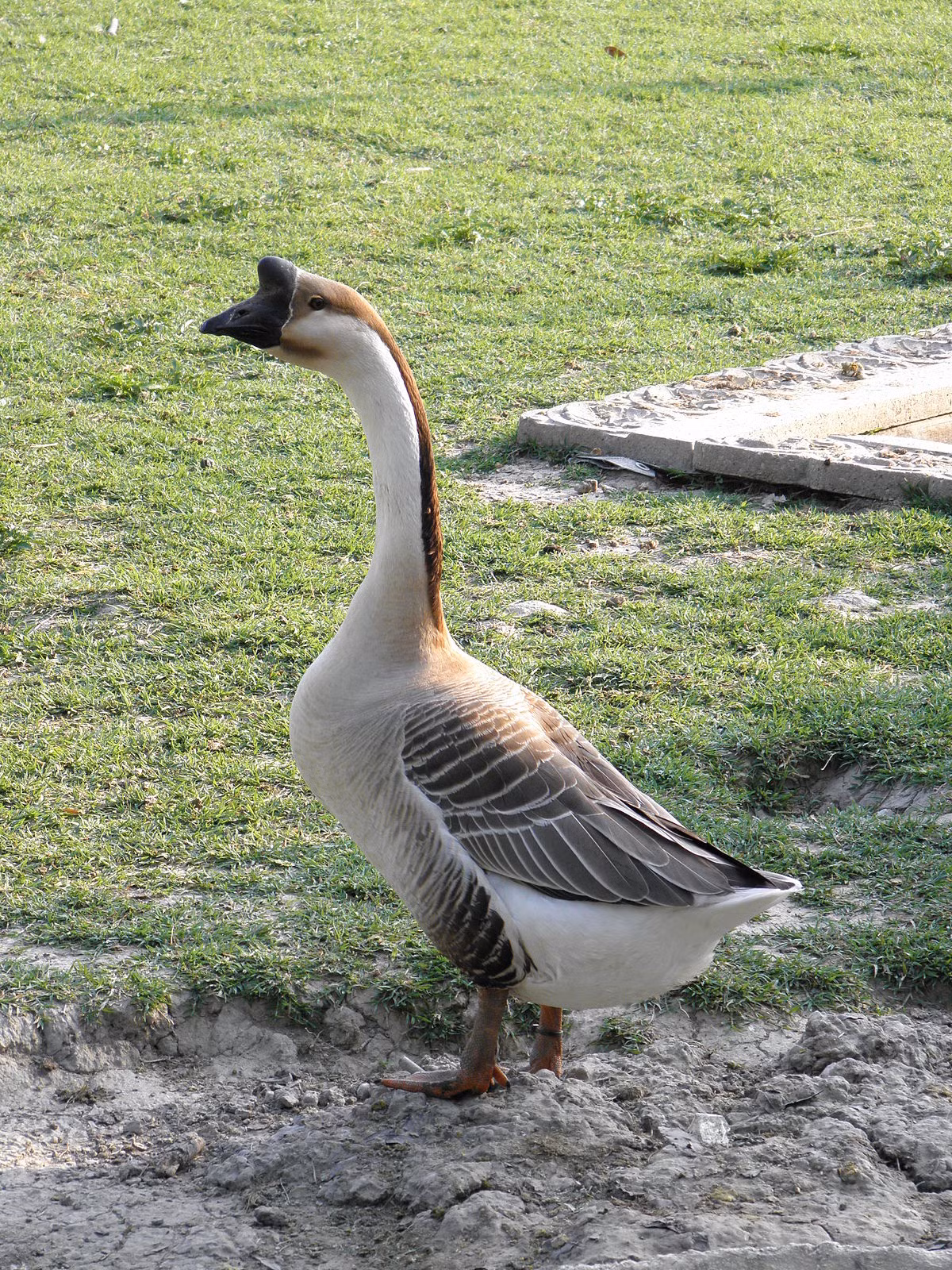  Ngỗng sư tử có bộ lông màu xám, mào màu đen, đầu to trông khá dữ tợn. Đây là giống ngỗng thích nghi tốt với điều kiện khí hậu nhiệt đới. Ảnh wikimedia.
