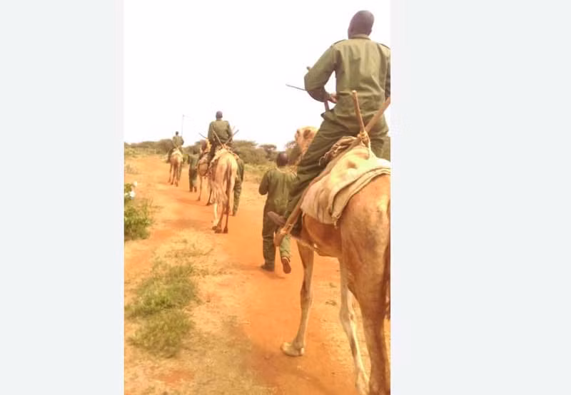 Theo thông tin từ Tổng cục cảnh sát Kenya, lạc đà sẽ được triển khai thực hiện nhiệm vụ tuần tra dọc đường biên giới giáp Somalia, Nam Sudan và Uganda. Ảnh standardmedia.