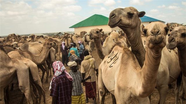 Được biết, Tổng cục cảnh sát Kenya đã cử một đoàn cán bộ sang Ấn Độ để tham gia lớp bồi dưỡng nghiệp vụ tuần tra bằng lạc đà. Ảnh radiorisaala.