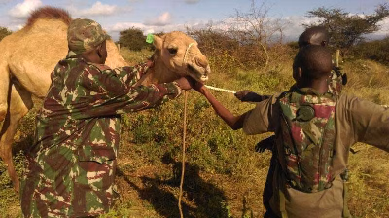 Ngoài ra, lạc đà còn thực hiện nhiệm vụ tuần tra và truy bắt những băng nhóm chuyên trộm cắp gia súc - gia cầm. Ảnh standardmedia.