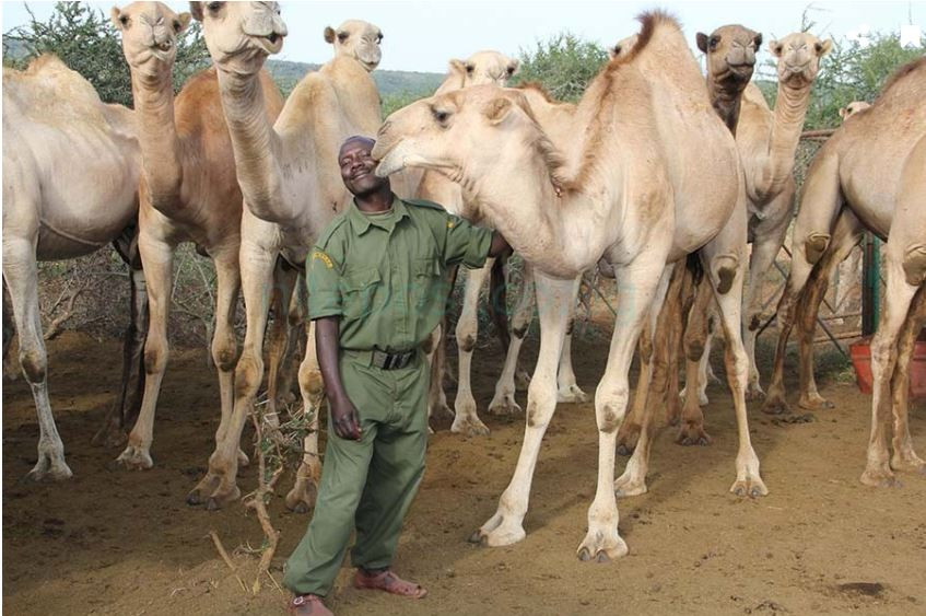 Sau khi được tuyển chọn kỹ lưỡng, hiện nay, 50 con lạc đà đầu tiên đang được huấn luyện trong một doanh trại tại bang Isiolo. Ảnh nilepost.