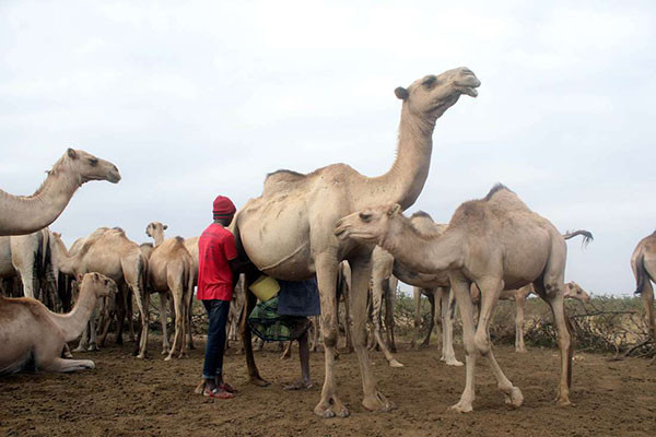 Lạc đà có khả năng chống chọi tốt với điều kiện khô hạn và nóng bức. Ảnh theeastafrican.