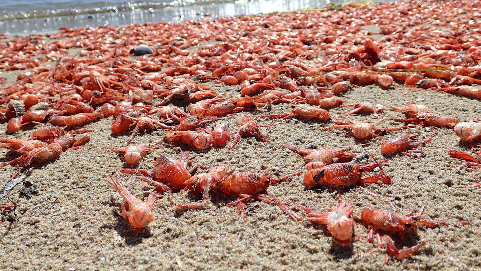 Cua cá ngừ dễ bị gió, thủy triều hay các dòng biển cuốn trôi do chúng chủ yếu sống ở tầng nước gần bề mặt. Ảnh uci.