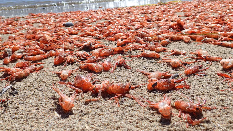 Cua cá ngừ dễ bị gió, thủy triều hay các dòng biển cuốn trôi do chúng chủ yếu sống ở tầng nước gần bề mặt. Ảnh uci.