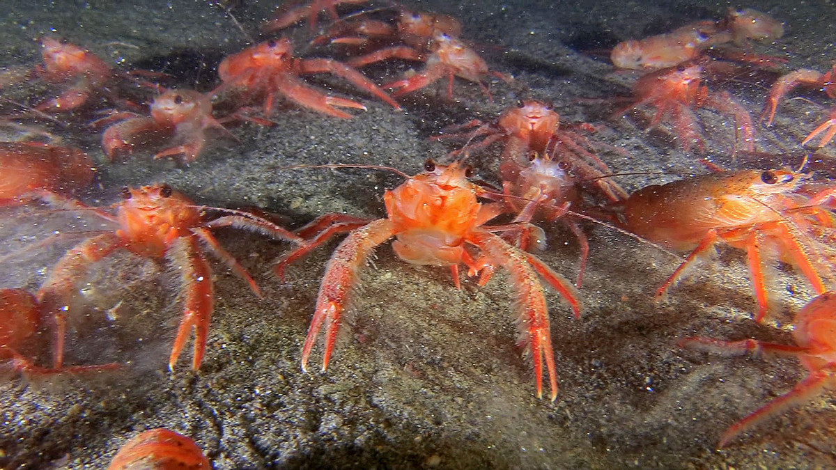 Ngoài ra, với số lượng dồi dào, cua cá ngừ còn là thức ăn của các loài động vật khác như mực khổng lồ, mực Humbolt, chim biển, rùa, cá voi,.. Ảnh wikimedia.