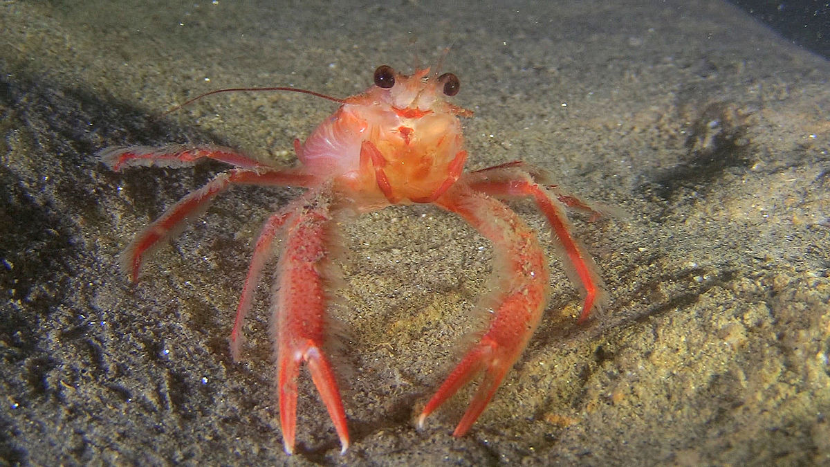 Cua cá ngừ là nguồn thức ăn chủ yếu của loài cá ngừ, vì vậy mà chúng mới sở hữu cái tên như vậy. Ảnh wikimedia.