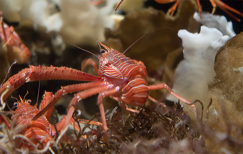 Những năm gần đây, hiện tượng cua cá ngừ bị mắc cạn trên các bờ biển diễn ra ngày càng thường xuyên hơn do quá trình ấm lên toàn cầu khiến nhiệt độ nước biển tăng cao. Ảnh wikimedia.