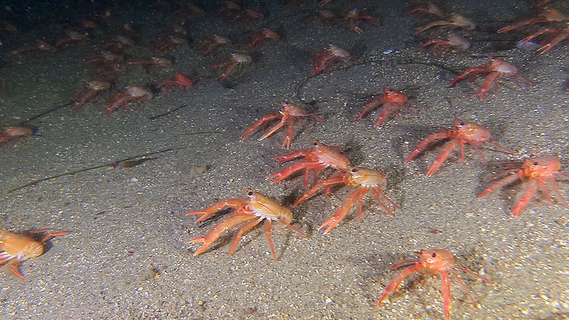 Những con cua cá ngừ có tên khoa học là Pleuroncodes planipes với chiều dài từ 2,5cm -7,5cm. Ảnh wikimedia.