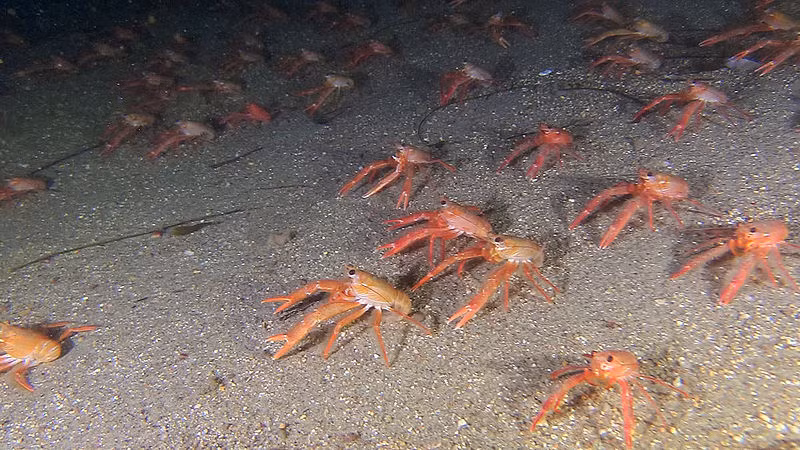 Những con cua cá ngừ có tên khoa học là Pleuroncodes planipes với chiều dài từ 2,5cm -7,5cm. Ảnh wikimedia.