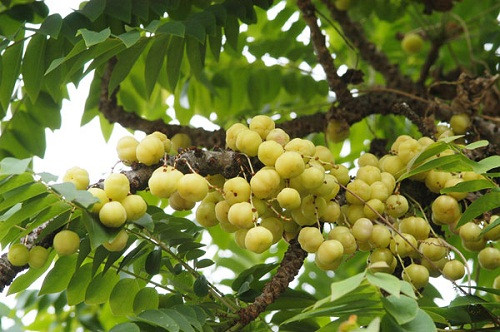 Quả chùm ruột chứa khá nhiều dinh dưỡng như vitamin C, protid, lipid glucid, acid acetic... Ảnh dacsanngon3mien.