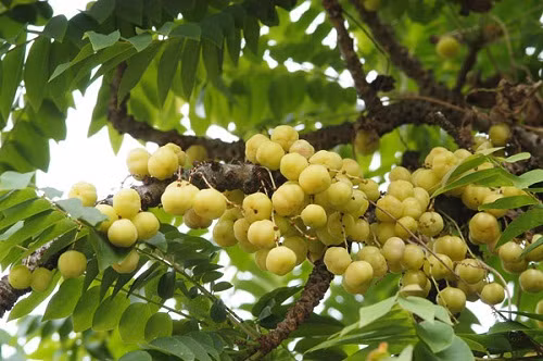 Quả chùm ruột chứa khá nhiều dinh dưỡng như vitamin C, protid, lipid glucid, acid acetic... Ảnh dacsanngon3mien.