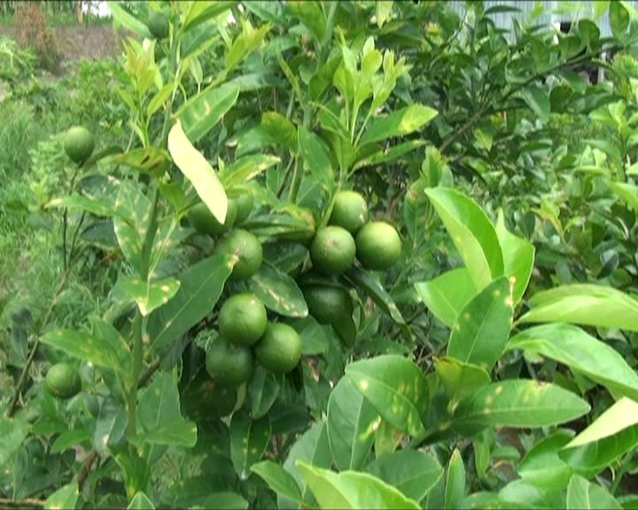 Chanh bông tím cho quả quanh năm nhưng mùa thu hoạch rộ thường vào tháng 4 hàng năm. Ảnh angiang.