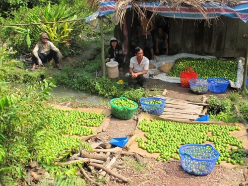 Nếu được chăm sóc kỹ, chanh bông tím có thể cho thu hoạch tới 15 năm. Ảnh doisongphapluat.
