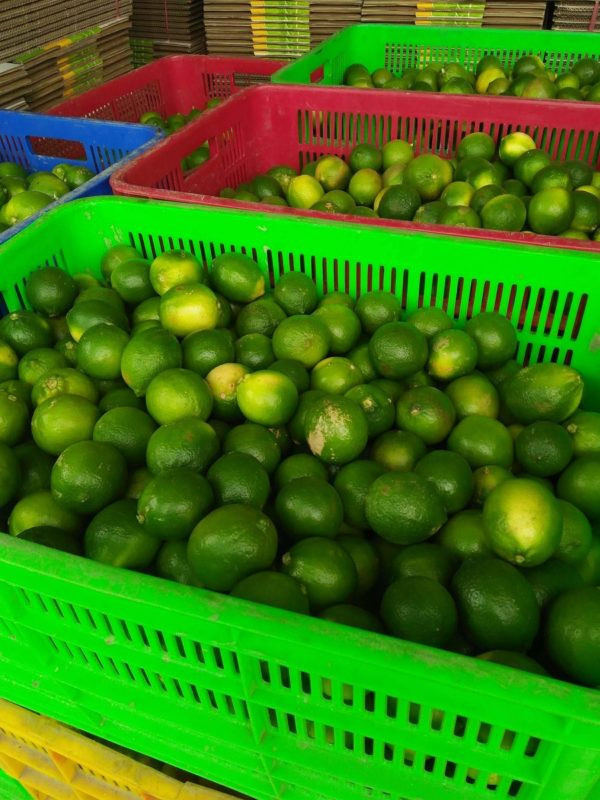 Ngoài trái chanh bông tím được sử dụng làm nước giải khát hoặc làm gia vị cho các món ăn, lá của nó cũng được sử dụng trong ẩm thực, tạo mùi thơm cho một số món ăn thêm hấp dẫn. Ảnh trivie.