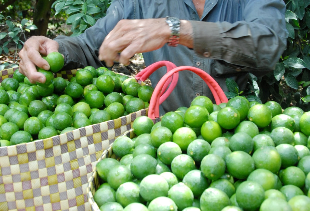 Cây chanh bông tím dễ trồng, ít tốn công chăm sóc và ít bị sâu bệnh, lại cho năng suất cao. Chỉ 10 tháng sau khi trồng là cây đã cho thu hoạch. Ảnh vuoncaydep.