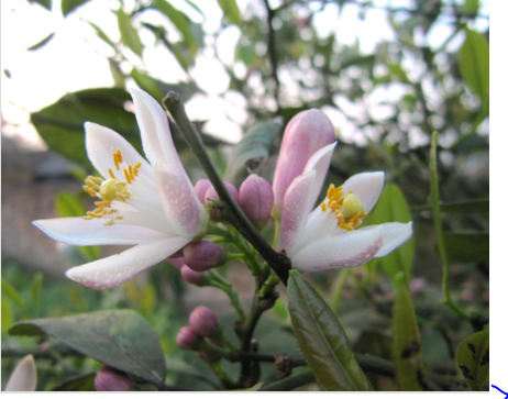 Giống chanh bông tím này có vị chua thanh, nhiều nước và thơm nên rất được thị trường ưa chuộng. Ảnh cayvahoa.