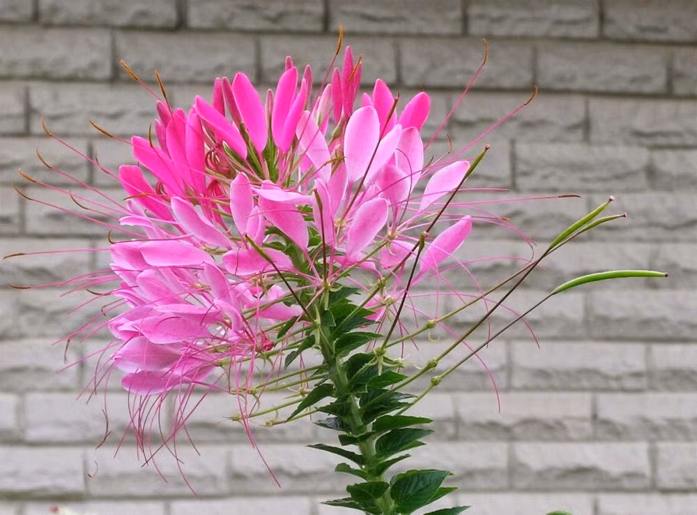 Không chỉ được trồng làm cảnh, hoa túy điệp còn có đặc tính chống viêm, chống oxy, chống vi trùng, và còn giúp thúc đẩy tóc phát triển. Ảnh blogspot.