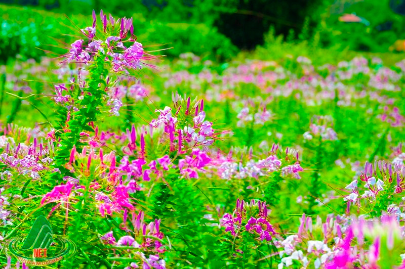 Hoa túy điệp rất được yêu thích trồng làm cây cảnh trong vườn hoặc trồng trong nhà. Ảnh dulichmocchau.