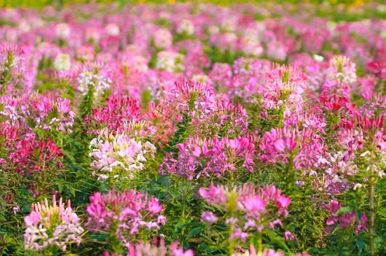 Hoa túy điệp có tên gọi như vậy là do loài hoa nhìn giống như những cánh bướm, lắc lư trong gió tựa như đàn bướm bay lượn. Ảnh dulichvietnam.