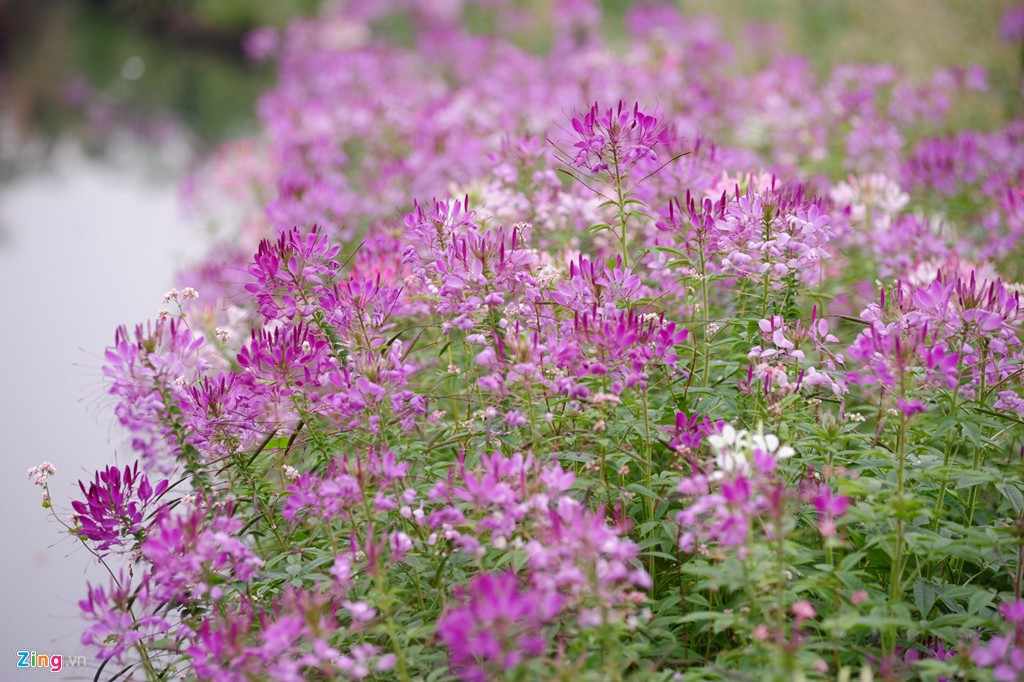 Thậm chí, Ở Đông Bắc Braxin, hoa túy điệp được sử dụng để điều trị các bệnh về đường hô hấp. Ảnh giaoducthoidai.