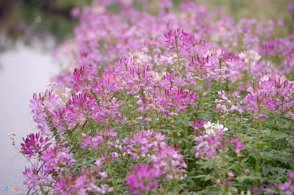 Thậm chí, Ở Đông Bắc Braxin, hoa túy điệp được sử dụng để điều trị các bệnh về đường hô hấp. Ảnh giaoducthoidai.