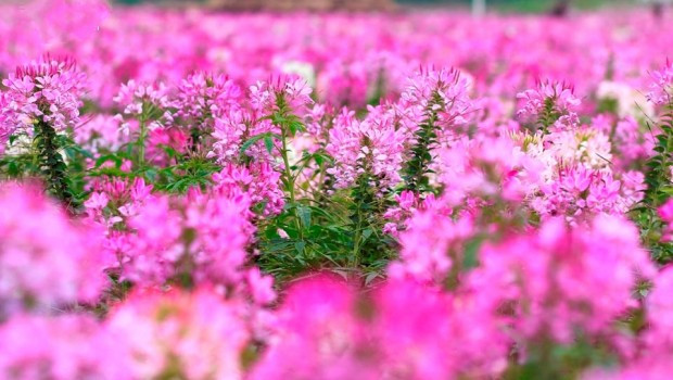 Hoa túy điệp nở từ tháng 7 đến tháng 10. Ảnh tapchicongso.